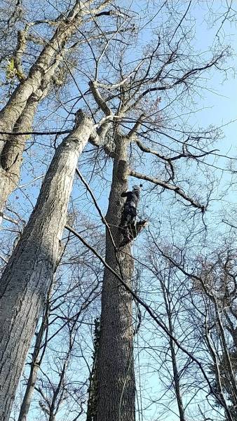Excellence Elagage à L'Union : une stratégie SEO sur-mesure qui a propulsé l'entreprise en première position sur des mots-clés spécifiques, générant des leads qualifiés grâce à un site optimisé